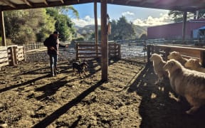 In the stock yards, Miley's job is to maintain the bubble between he farmer and the sheep.