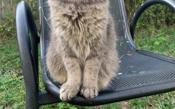 A grey cat sitting on a chair.