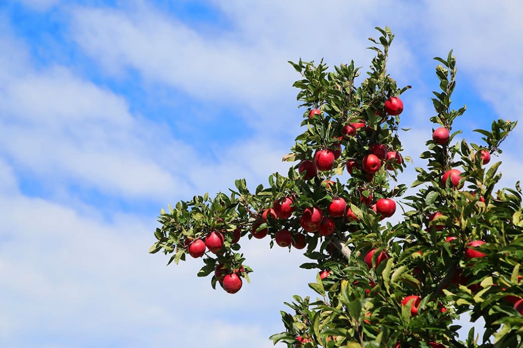Envy apples from T&G Global