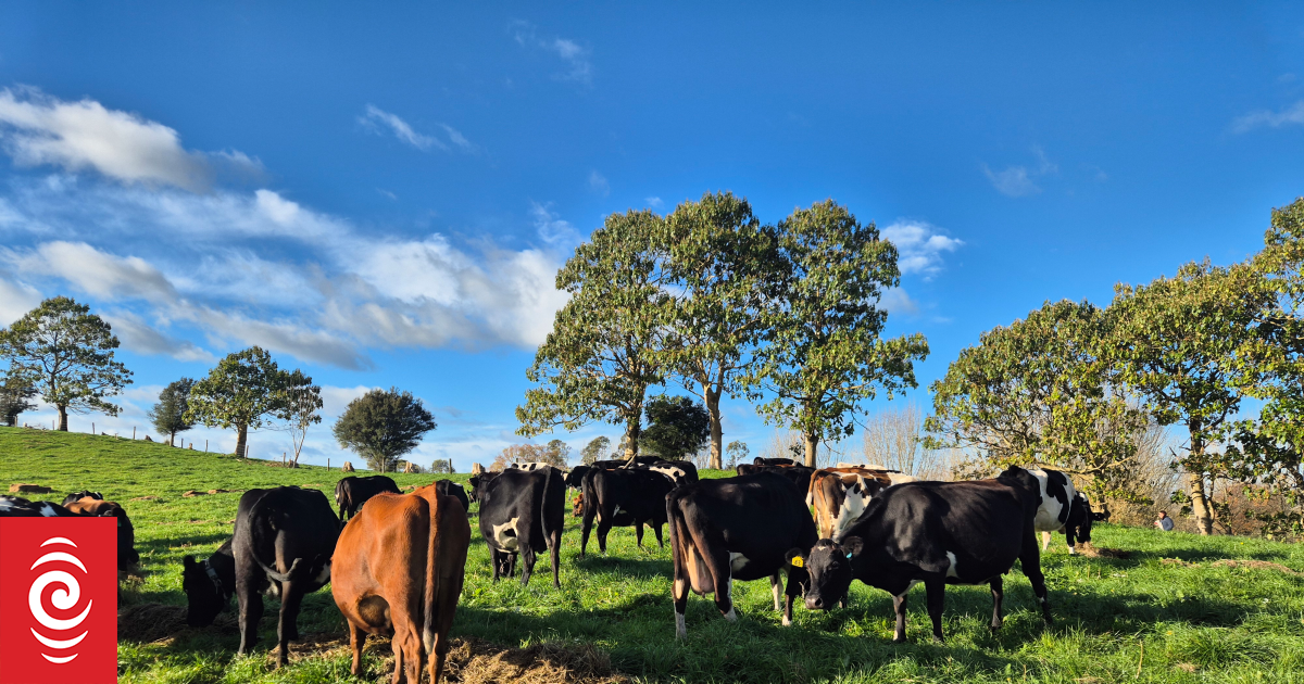 Pacific officials criticise New Zealand's weaker methane targets