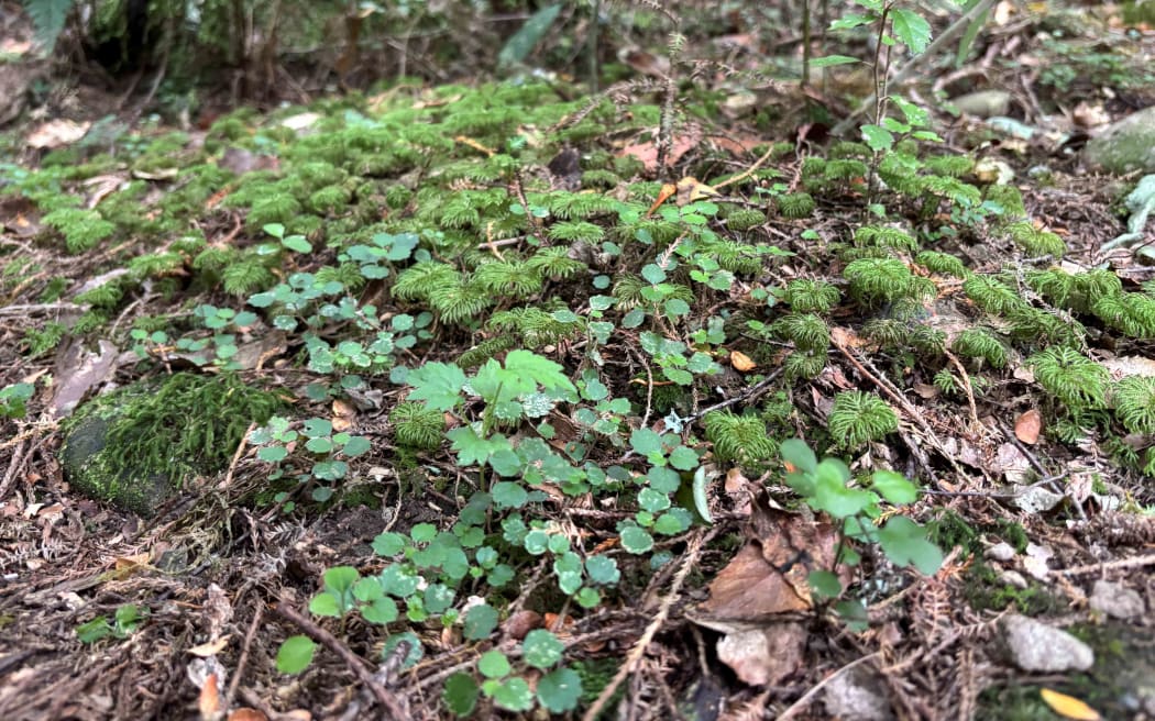 Young native plants on Wins' farm
