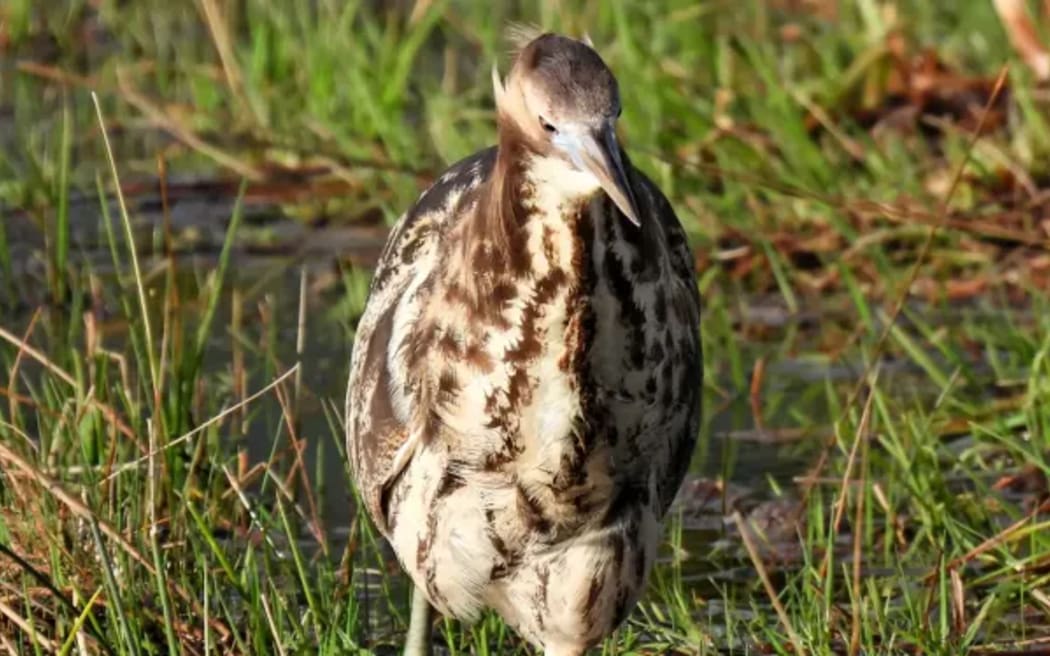 Conservationists call on bird-watchers to help save one of NZ's most ...