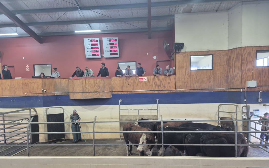The cattle are auctioned inside.