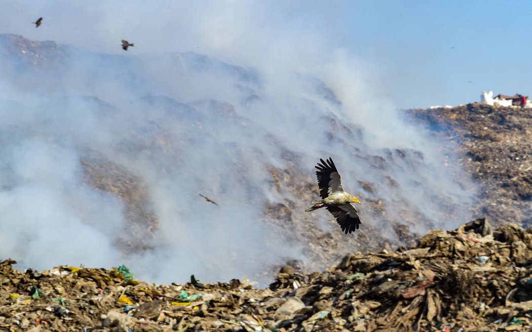 A migratory Egyptian Vulture hovers over Pirana landfill on the outskirts of Ahmedabad on 20 February, 2023.