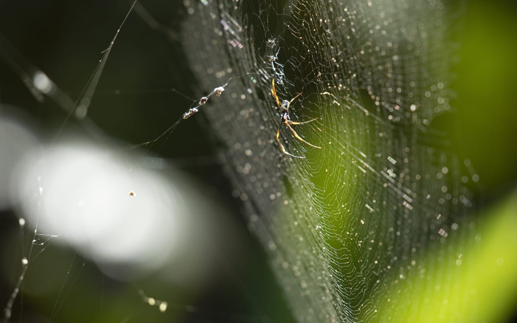 Golden Orb Spider resting on its web during the daytime.