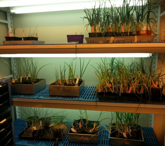 A photo of short and long day onions growing in the plant room at the University of Otago