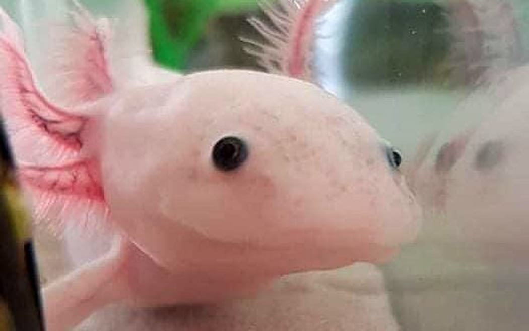 An axilotl