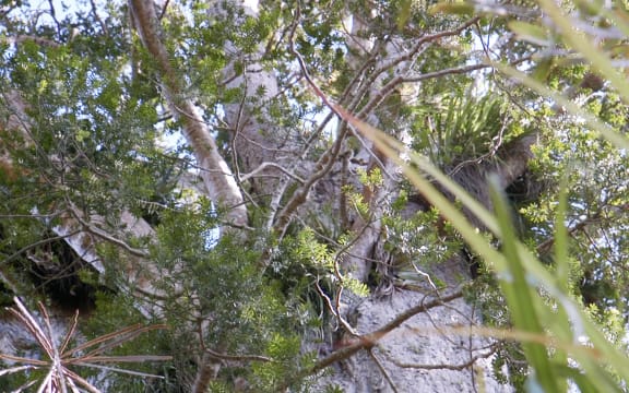 A large Kauri tree on the side of the road on the way to one of the many track entrances to the Waitakere Forest.