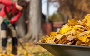 View of autumnal leaves in a garden