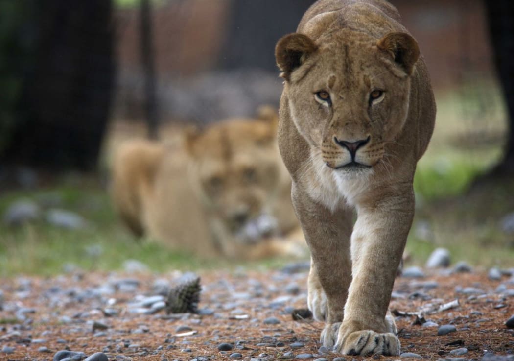 Lions at Christchurch's Orana Wildlife Park.