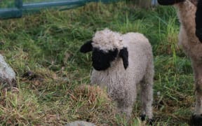 Swiss Valais Blacknose