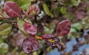 Myrtle rust has been discovered in Highbury, Wellington