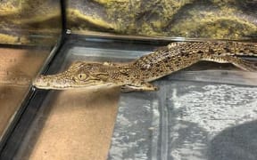 The crocodile must now live its life in a zoo.