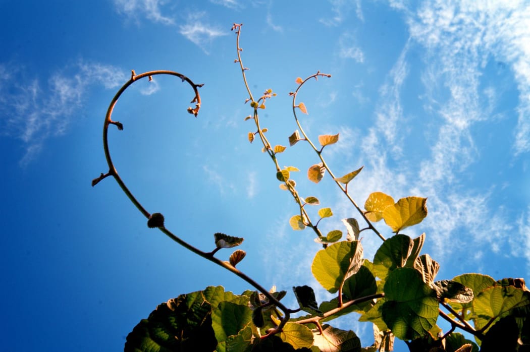 Kiwifruit vine