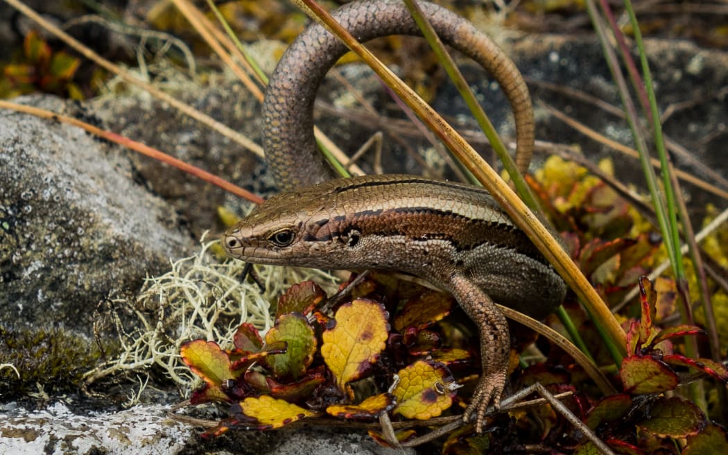 Landscaping: How to make a habitat for lizards - NZ Herald