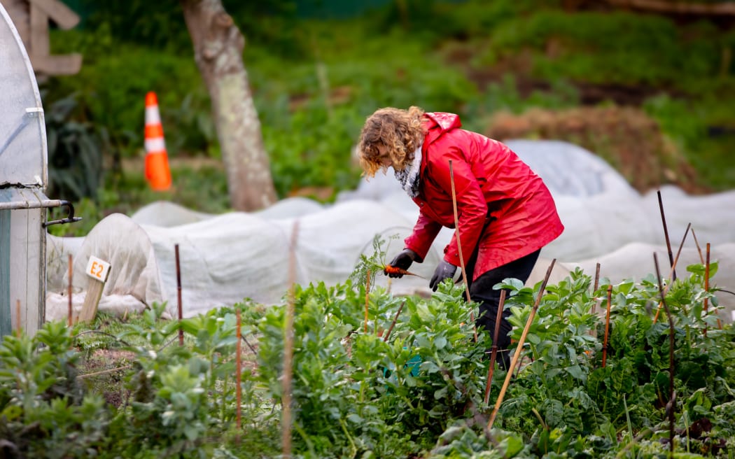 New scheme aims to put local produce on people's plates at affordable price