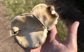 Foraging for mushrooms in the wild.