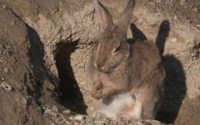 One of the rabbits in the cast of thousands in Newsroom's 'Apocalypse Down' series.
