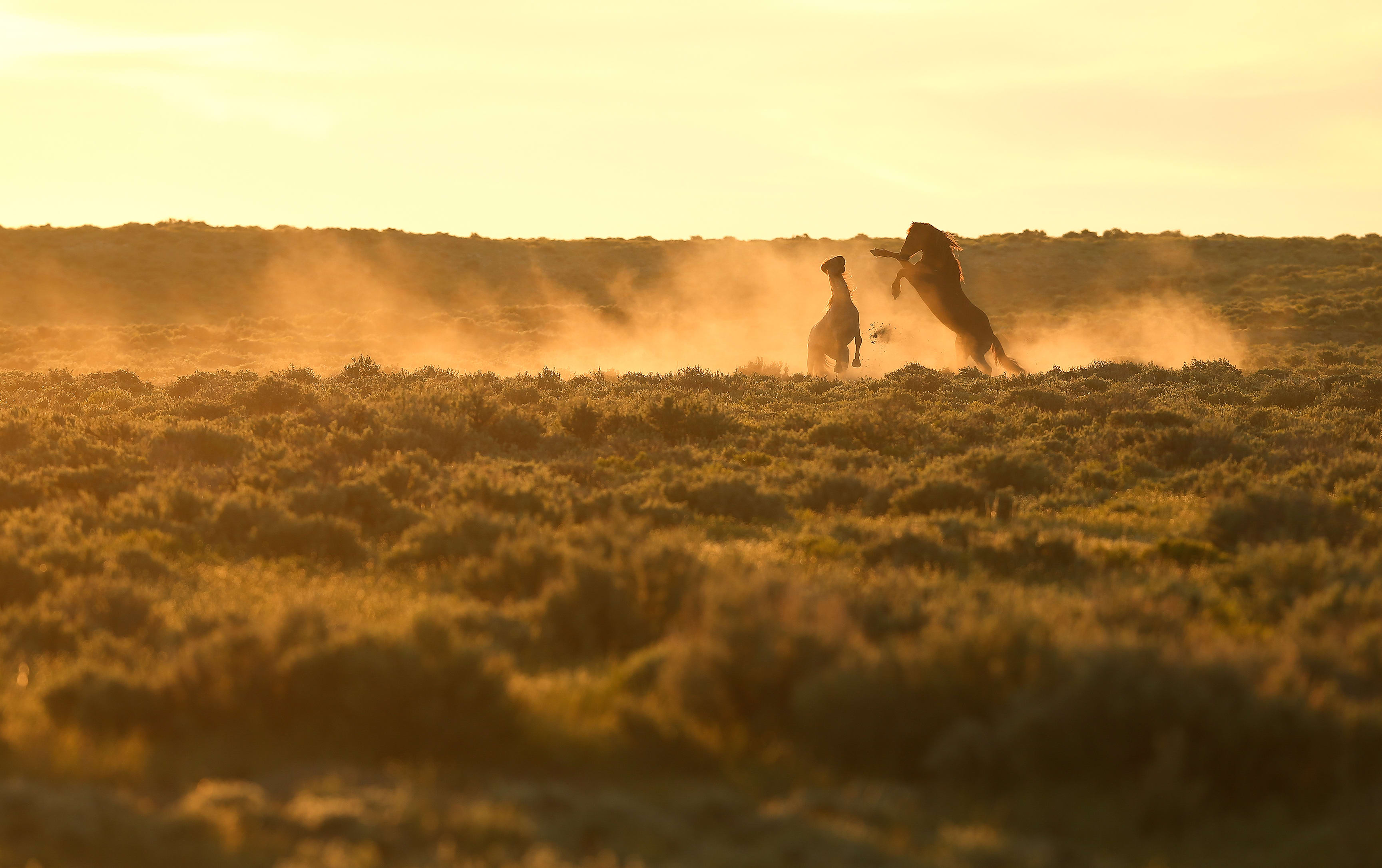 Dust flies as two stallions fight at sunrise.