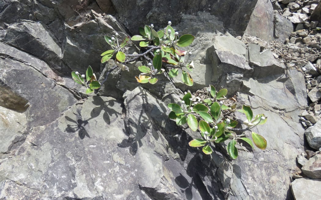 Ohau Rock Daisy