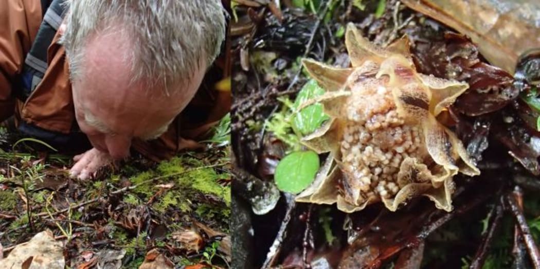 Avi Holzapfel smells a group of Dactylanthus flowers, that produce a musky fruit-scented nectar. The inflorescence, at right, is packed with nectar.
