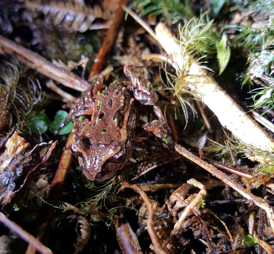 Archey's frogs are very small. A large frog like this might weigh a bit more than 4 grams, while young ones can weigh in at just 0.1 gram.