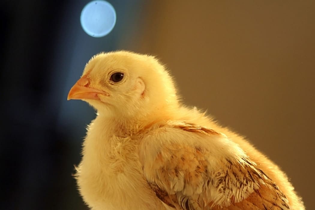 Young chicken.