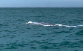 Blue whale sighting in Akaroa
