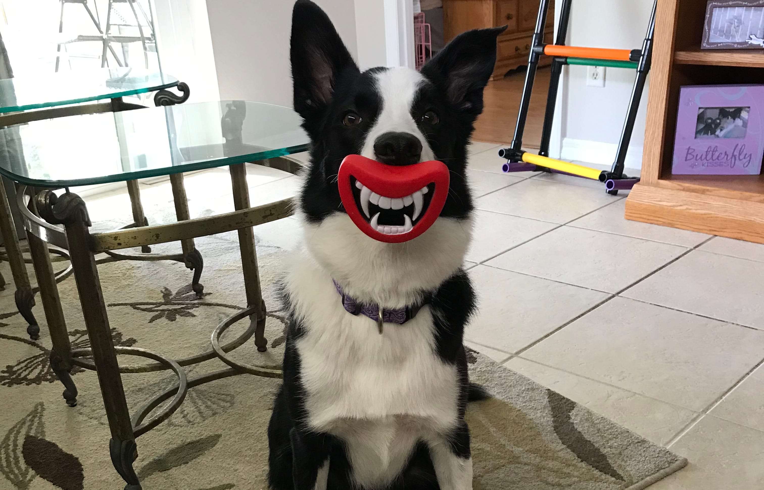 Genius Dog challenge