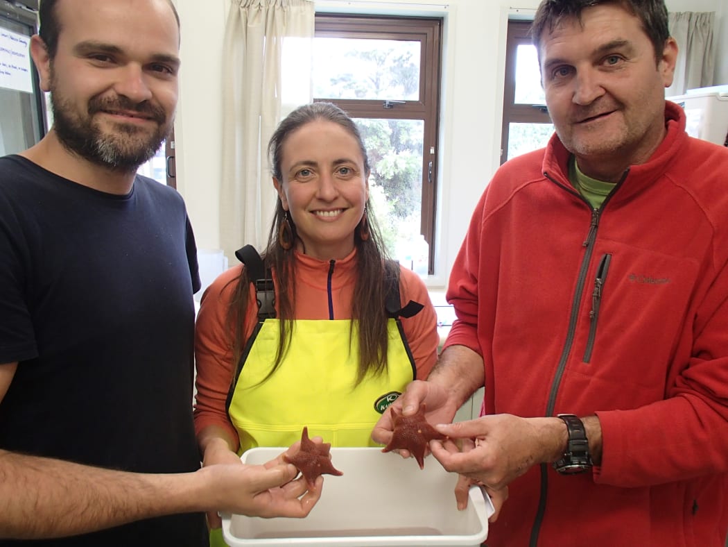 Antarctic starfish research team