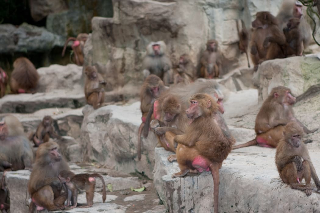 Hamadryas bonobos display the 'sexual swelling' associated with ovulation