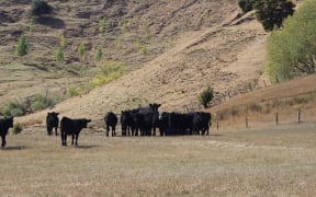 Carterton council has been told drought, hot days and fires are among risks the community faces going forwards.