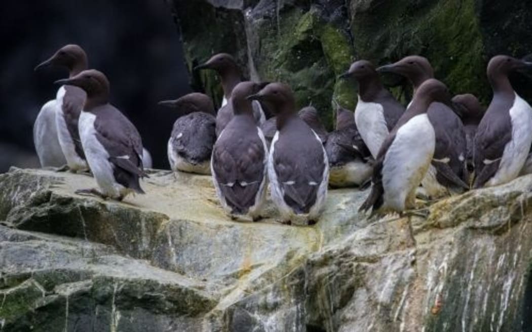 Common murres clustered together on a cliff ledge at Alaska Maritime National Wildlife Refuge.