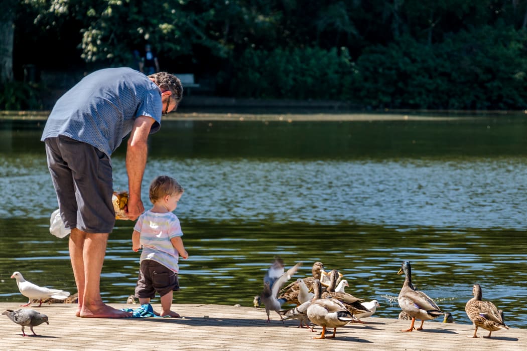 Family feeding the local ducks in Hamilton Gardens, New Zealand.