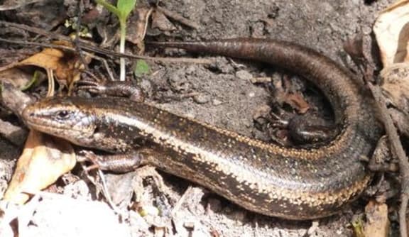 Spotted skink on Matiu Somes Island at Wellington, where rangers work alongside community volunteers replanting the island.