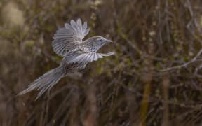 Mātātā / NZ fernbird