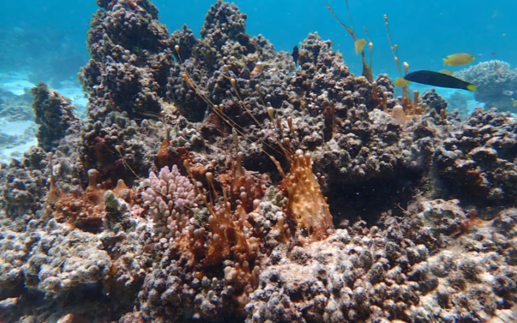 Some species of coral are thought to be totally extinct from the Ningaloo Reef. (Supplied: David Juszkiewicz)