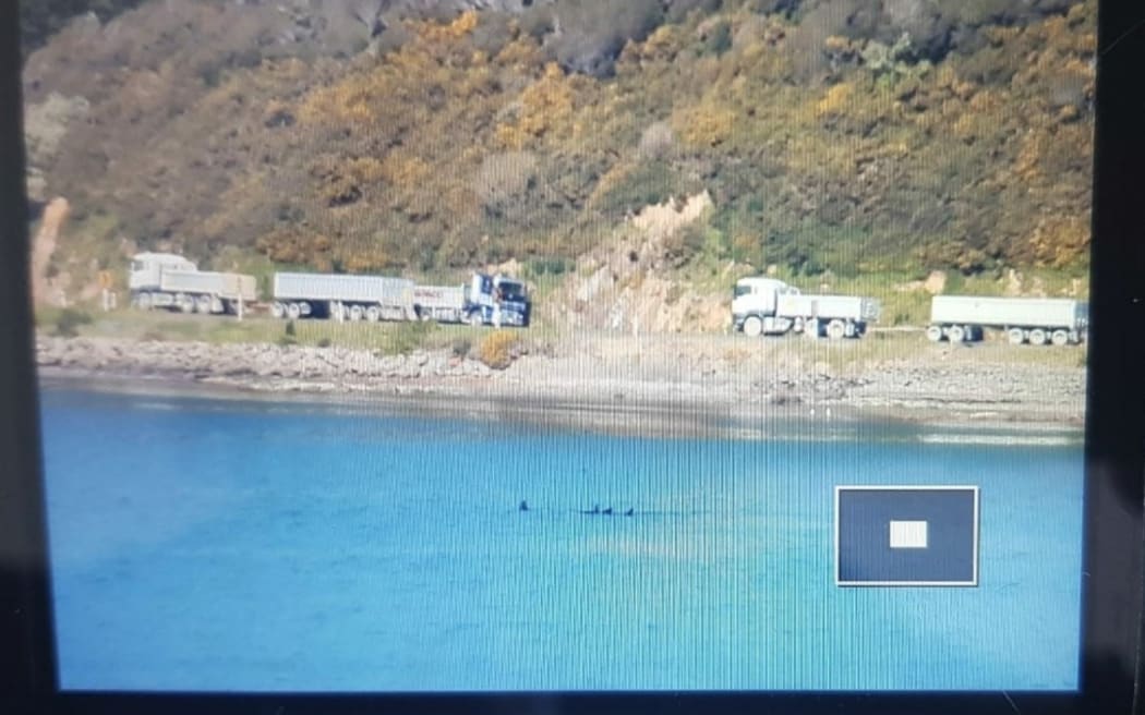 An observer at home in the hills beside Porirua Harbour monitors a pod of orca hunting sting rays.