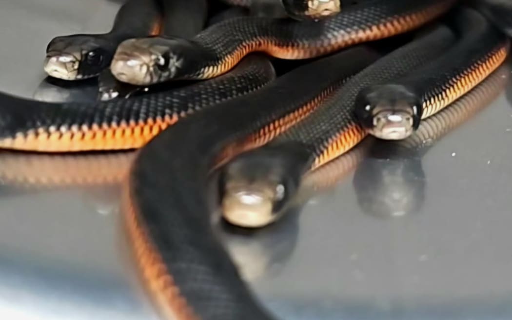 A bunch of red-bellied black snakes.
The snakes will be released into a national park.