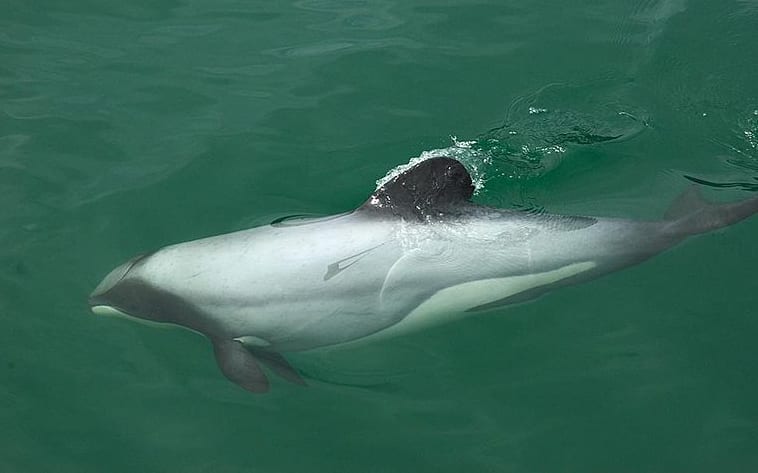 Maui's dolphin