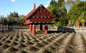 Te Parapara Maori garden in Hamilton is a traditional Maori productive garden and it showcases traditional Maori cultivation knowledge.