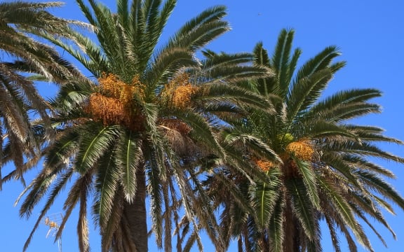 Phoenix palm