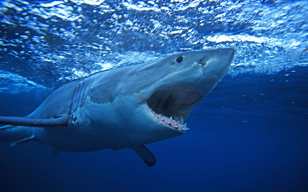 Coroner calls for monitoring of great white sharks following fatal