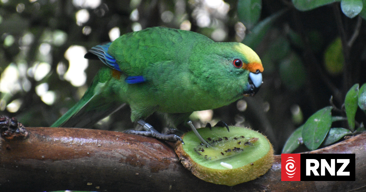 Kākāriki karaka parents produce 55 chicks in breeding programme