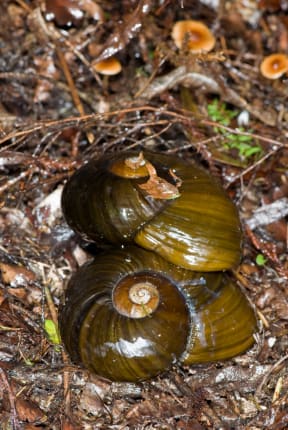 Paryphanta busbyi (Kauri Snail)