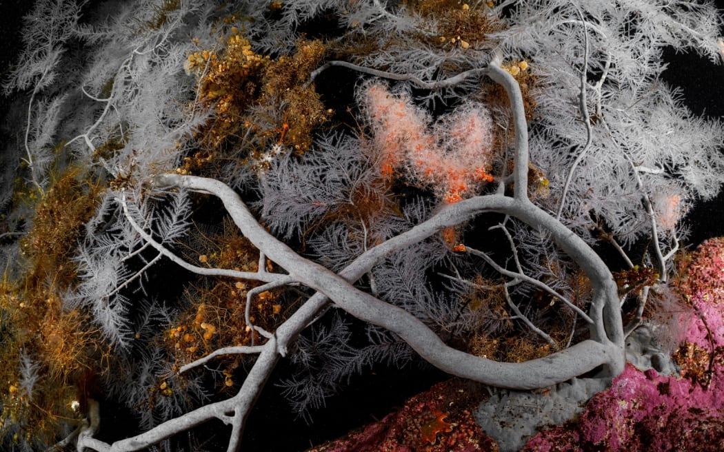 Black coral in Fiordland.
