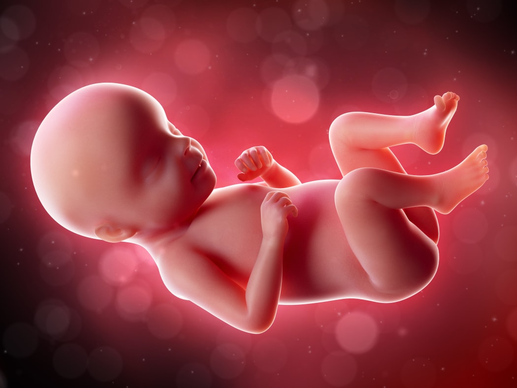 Illustration of fetus.