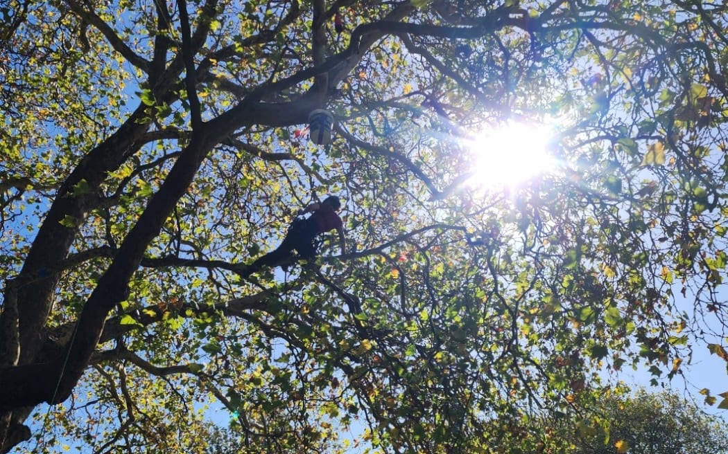 A working arborist goes out on a limb.