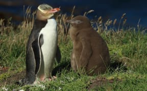 yellow-eyed penguin new zealand