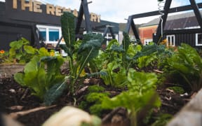 The garden at the Remakery.